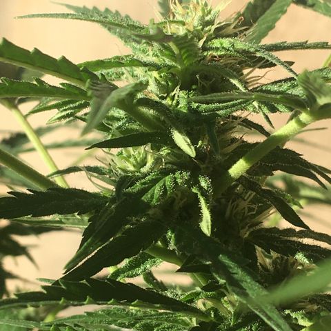 #2 Jane growlog timeline photo