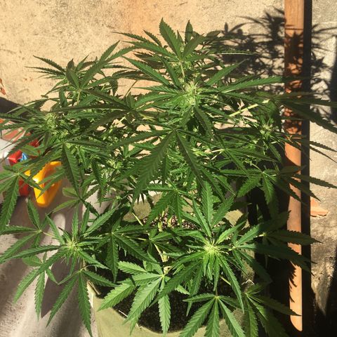 #2 Jane growlog timeline photo
