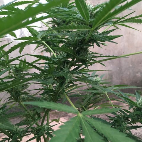 #2 Jane growlog timeline photo