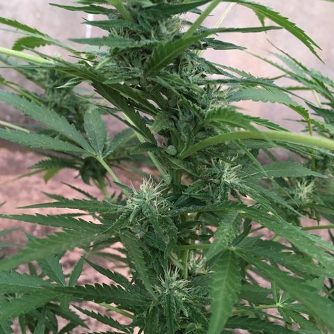 #2 Jane growlog timeline photo