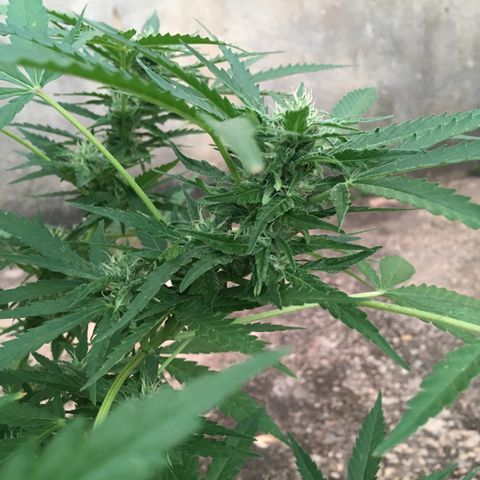 #2 Jane growlog timeline photo