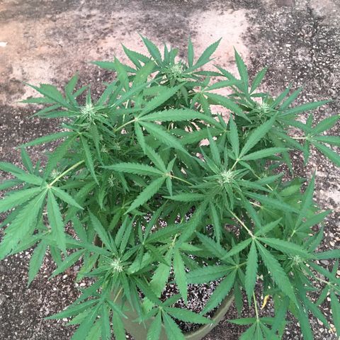 #2 Jane growlog timeline photo