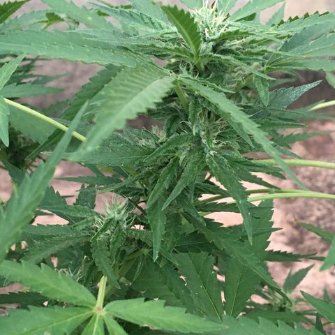 #2 Jane growlog timeline photo
