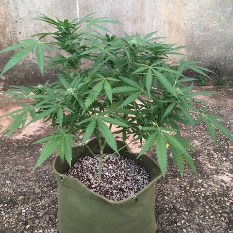 #2 Jane growlog timeline photo