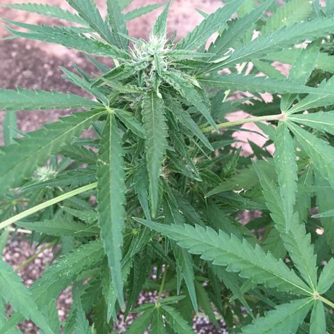 #2 Jane growlog timeline photo