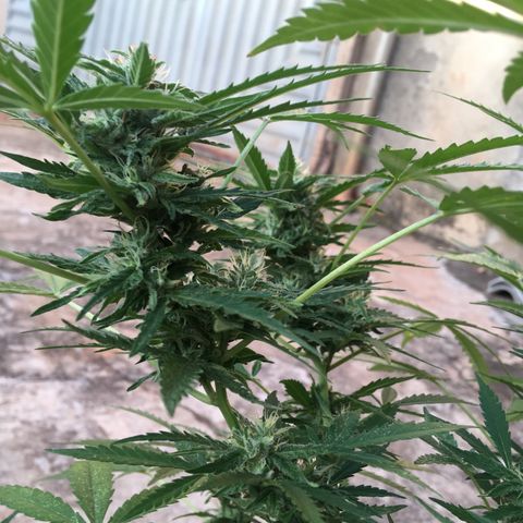 #2 Jane growlog timeline photo