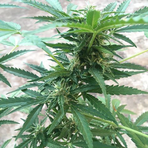 #2 Jane growlog timeline photo