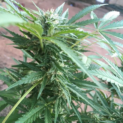#2 Jane growlog timeline photo