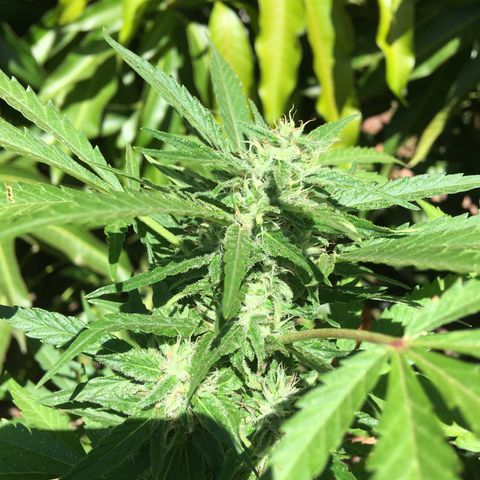 #2 Jane growlog timeline photo