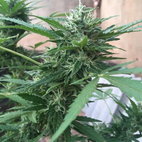 #2 Jane growlog timeline photo