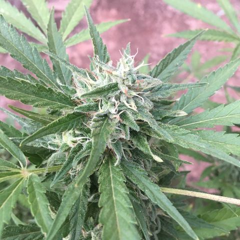 #2 Jane growlog timeline photo