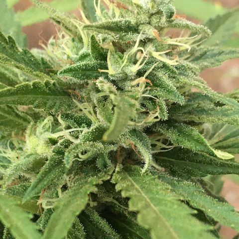 #2 Jane growlog timeline photo