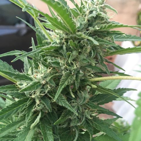 #2 Jane growlog timeline photo