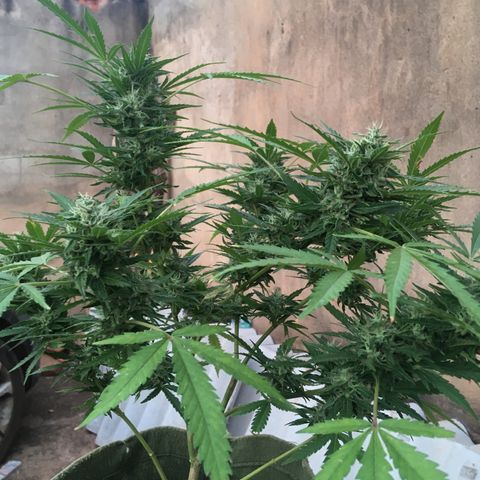 #2 Jane growlog timeline photo
