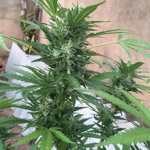 #2 Jane growlog timeline photo