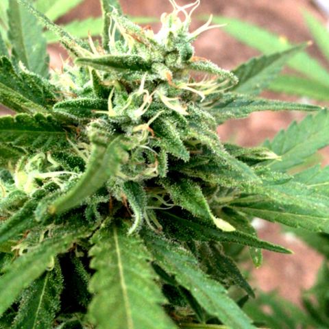 #2 Jane growlog timeline photo