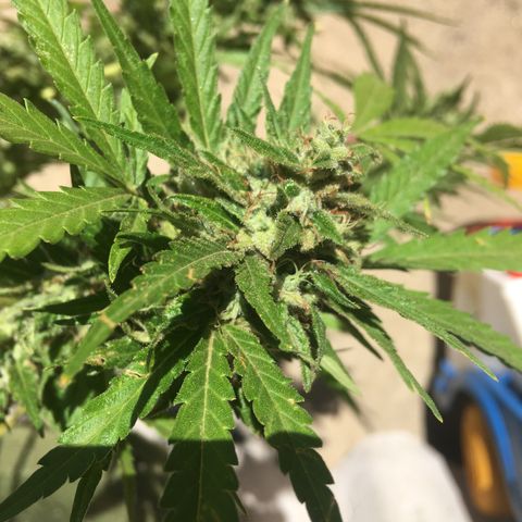 #2 Jane growlog timeline photo