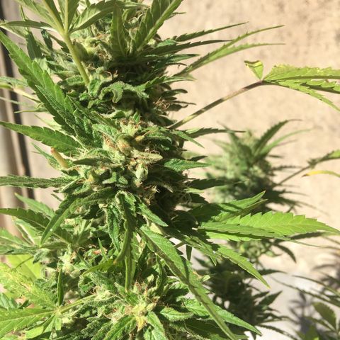 #2 Jane growlog timeline photo