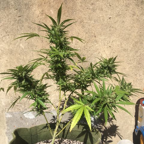 #2 Jane growlog timeline photo