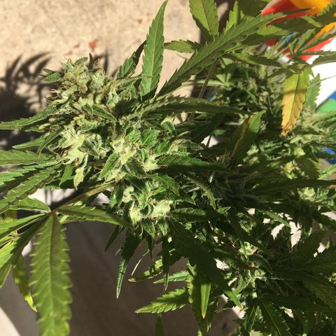 #2 Jane growlog timeline photo