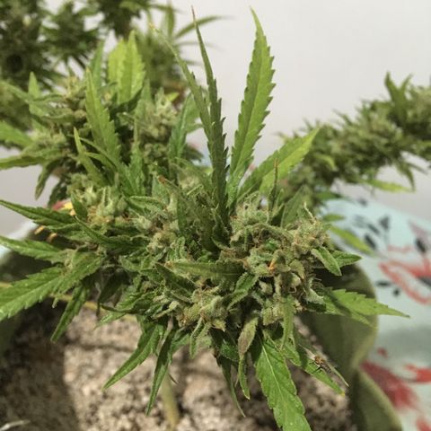 #2 Jane growlog timeline photo