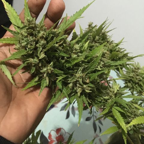 #2 Jane growlog timeline photo