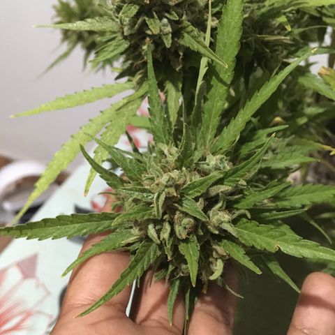#2 Jane growlog timeline photo