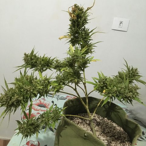 #2 Jane growlog timeline photo