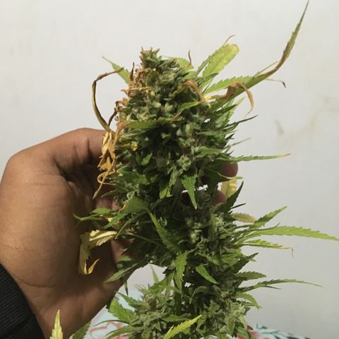 #2 Jane growlog timeline photo