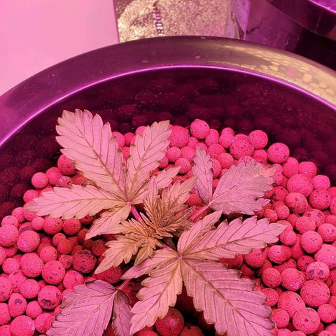Gorilla Glue #4 - Plant 1 growlog timeline photo