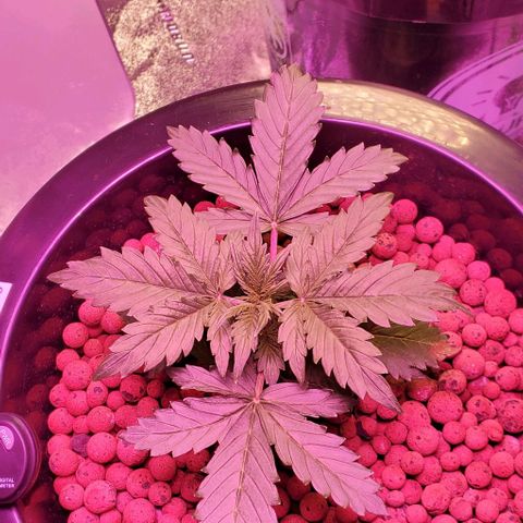 Gorilla Glue #4 - Plant 1 growlog timeline photo