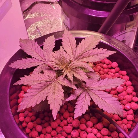 Gorilla Glue #4 - Plant 1 growlog timeline photo