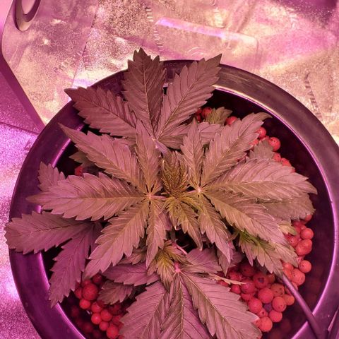 Gorilla Glue #4 - Plant 1 growlog timeline photo