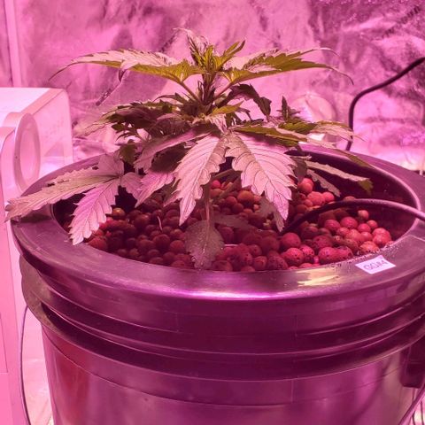 Gorilla Glue #4 - Plant 1 growlog timeline photo