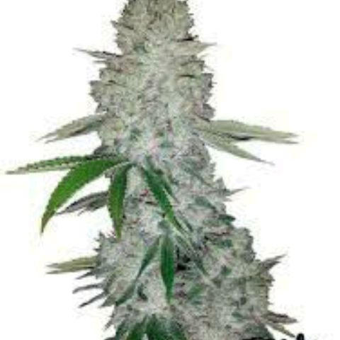 Gorilla Glue #4 - Plant 1 growlog timeline photo