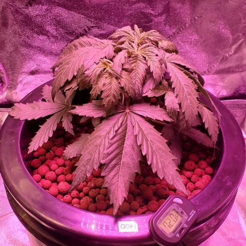 Gorilla Glue #4 - Plant 1 growlog timeline photo