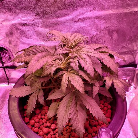 Gorilla Glue #4 - Plant 1 growlog timeline photo