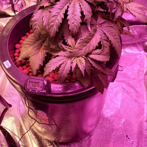 Gorilla Glue #4 - Plant 1 growlog timeline photo