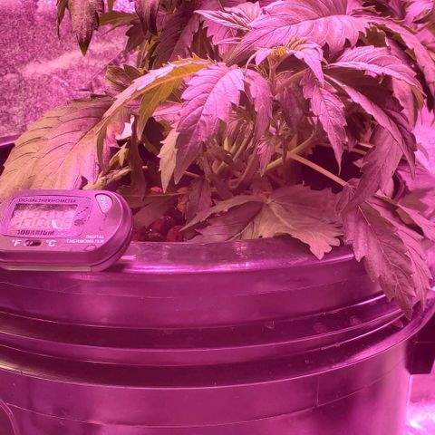 Gorilla Glue #4 - Plant 1 growlog timeline photo