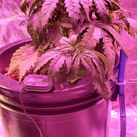 Gorilla Glue #4 - Plant 1 growlog timeline photo