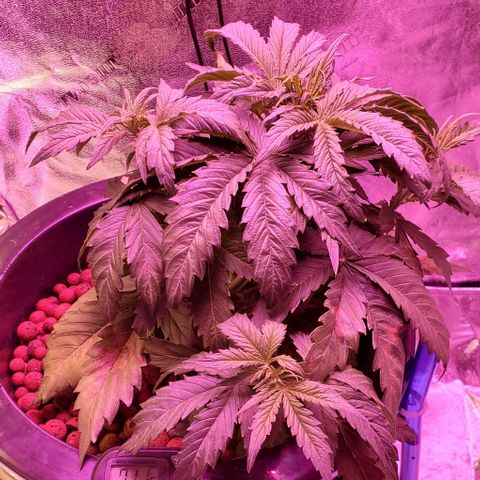 Gorilla Glue #4 - Plant 1 growlog timeline photo