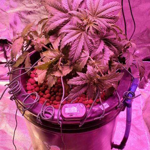 Gorilla Glue #4 - Plant 1 growlog photo: Day 1 LST