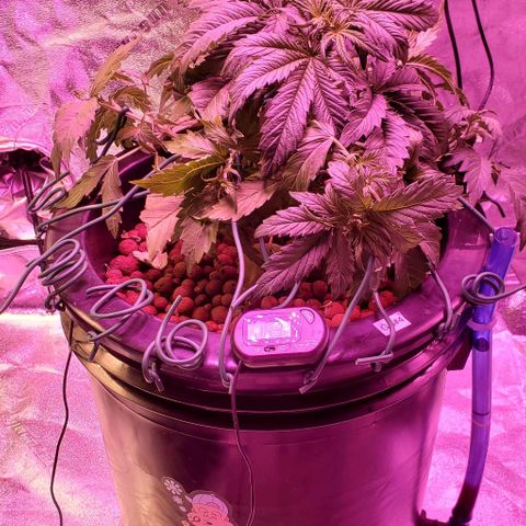 Gorilla Glue #4 - Plant 1 growlog photo: Day 1 LST