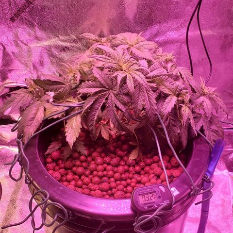 Gorilla Glue #4 - Plant 1 growlog timeline photo