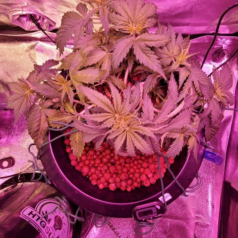 Gorilla Glue #4 - Plant 1 growlog timeline photo
