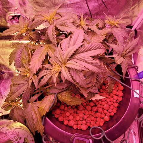 Gorilla Glue #4 - Plant 1 growlog timeline photo