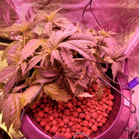 Gorilla Glue #4 - Plant 1 growlog timeline photo
