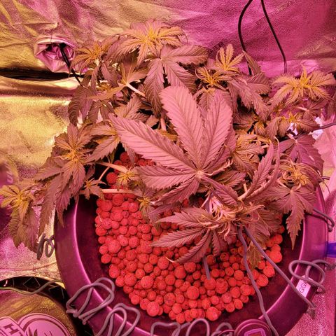 Gorilla Glue #4 - Plant 1 growlog timeline photo