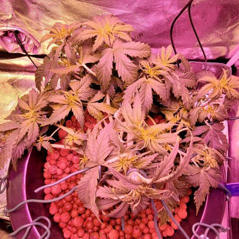 Gorilla Glue #4 - Plant 1 growlog timeline photo
