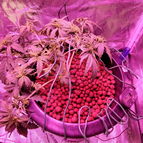 Gorilla Glue #4 - Plant 1 growlog timeline photo